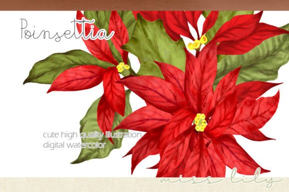Poinsettia Christmas Collection Clipart & Illustrations Review